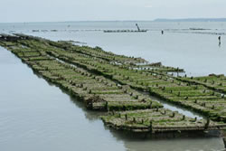 Parc à Huitre Cancale