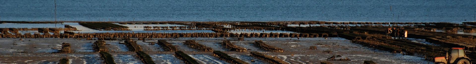 Vente en ligne d'huîtres de Cancale avec Huitres Cahue