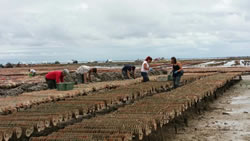 cancale bretagne huitres 