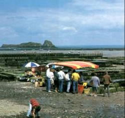 vente d'huitres à cancale bretagne