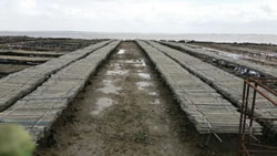 ostreiculture à cancale huitres