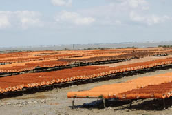 ostreiculture à cancale